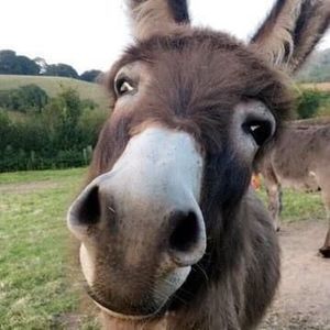 Meet your Posher, Thomas